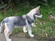 &agrave; donner chiot sib&eacute;rien husky femelle 