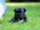 &agrave; partir chiot bouledogue fran&ccedil;ais 