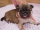 chiot chihuahua femelle a donner 