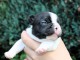 chiots bouledogue fran&ccedil;ais &agrave; donner 