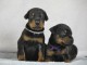 Chiots Dobermann &agrave; adopter 