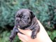Chiots bouledogue fran&ccedil;ais &agrave; adopter 