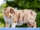 Je donne chiot berger australien disponible 