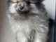 Chiots spitz allemand race pure 