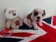Je donne chiot bulldog anglais 