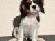 Je donne chiot cavalier king charle disponible 