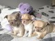 Adoption chiot chihuahua m&acirc;le et femelle 