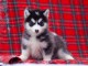 Chiots husky sib&eacute;rien &agrave; donner 
