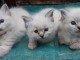 magnifique chaton ragdoll disponible 