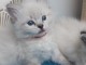 b&eacute;b&eacute; chaton ragdoll disponible 