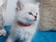 b&eacute;b&eacute; chaton ragdoll disponible 