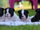 Dons chiot bouledogue fran&ccedil;ais 