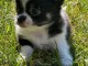 chiot chihuahua femelle a donner 