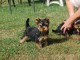 Dons chiot Yorkshire terrier femelle 