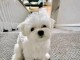 Dons chiot bichon maltais m&acirc;le a donner 