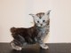 b&eacute;b&eacute; chaton Maine coon 