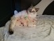 adorable chaton ragdoll disponible 