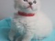 je donne chaton ragdoll disponible 
