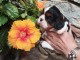 chiots cavalier king charle femelle a donner 