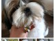 chiots Shih Tzu &agrave; donner 