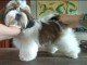 chiots Shih Tzu femelle adorable 