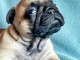 b&eacute;b&eacute; chiot bouledogue fran&ccedil;ais disponible 