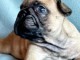 Dons chiot bouledogue fran&ccedil;ais disponible 