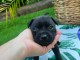 chiots staffordshire terrier m&acirc;le a donner 