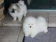 chiots spitz allemand &agrave; adopter 