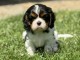 chiots cavalier king charle femelle a donner 