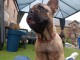 chiots bouledogue fran&ccedil;ais &agrave; donner 