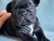 chiots bouledogue fran&ccedil;ais disponible 