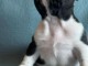 b&eacute;b&eacute; chiot bouledogue fran&ccedil;ais disponible 