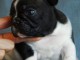 chiots bouledogue fran&ccedil;ais &agrave; adopter 
