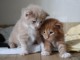 adorable chaton Maine coon &agrave; donner 