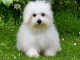 chiot coton de Tul&eacute;ar &agrave; donner femelle 