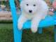 chiot samoy&egrave;de a donner m&acirc;le 