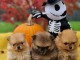 chiot spitz nain Pom&eacute;ranie disponibles 