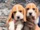 adorable chiot beagle disponible 