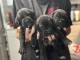 chiots Cane Corso disponible 