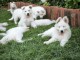 Berger Blanc Suisse chiots