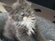 Maine coons loof certifi&eacute;s - chatons or de France 🇫🇷