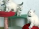 Chatons Sib&eacute;rien &agrave; adopter 