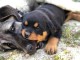 Chiot rottweiler &agrave; adopter 
