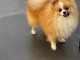 Chiots spitz allemand race pure 