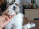 B&eacute;b&eacute; chiot Shih Tzu disponible 