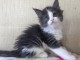 Chaton Maine coon &agrave; donner 