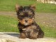 Chiots Yorkshire terrier femelle a donner 
