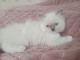Adorable chaton ragdoll disponible 