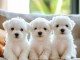 Chiots bichon fris&eacute; &agrave; donner 